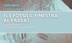 fossilsweb